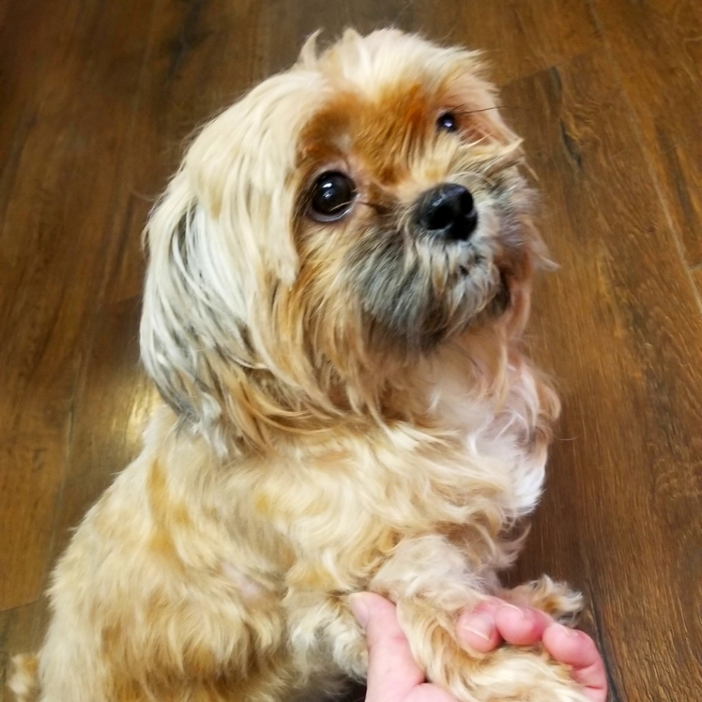 Meet your Posher, Michelle